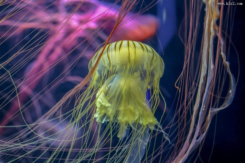 绚丽多彩的水母图片