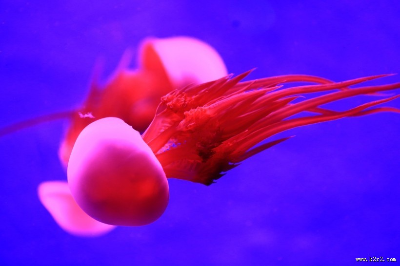 美丽的水母图片大全