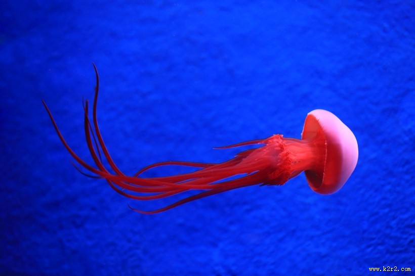 美丽的水母图片大全