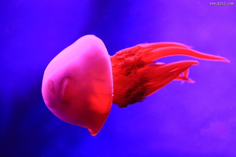 美丽的水母图片大全