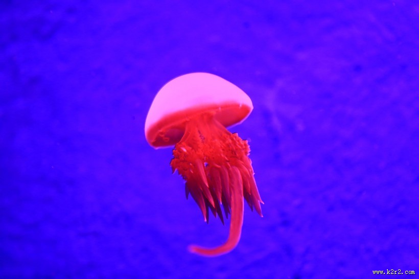 美丽的水母图片大全