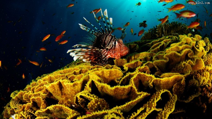 海底珊瑚礁图片