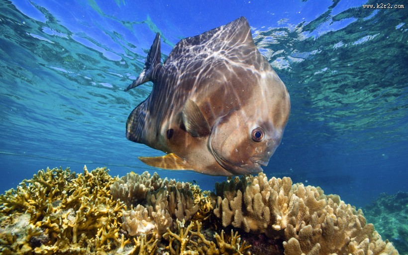 海底美丽珊瑚图片大全