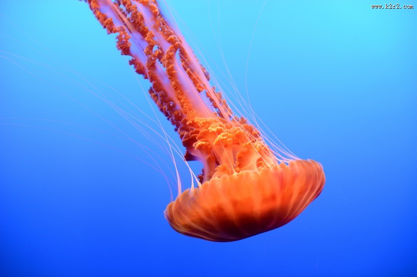 水母图片大全