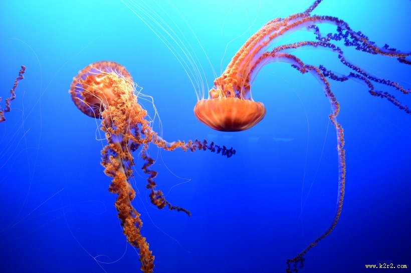水母图片大全
