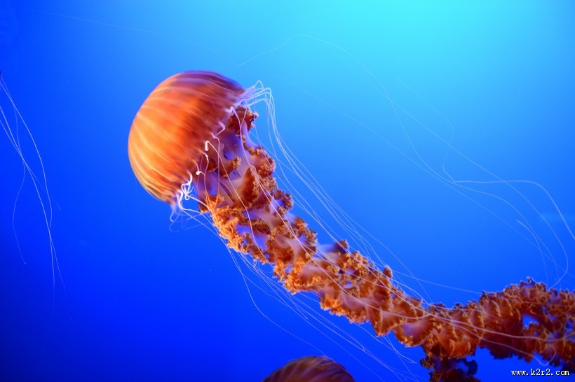 水母图片大全