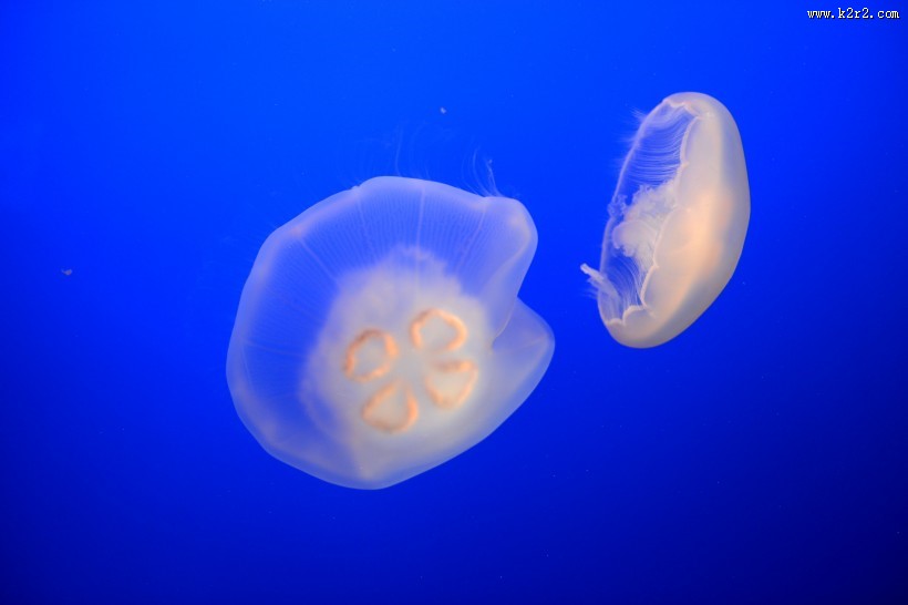 水母图片大全