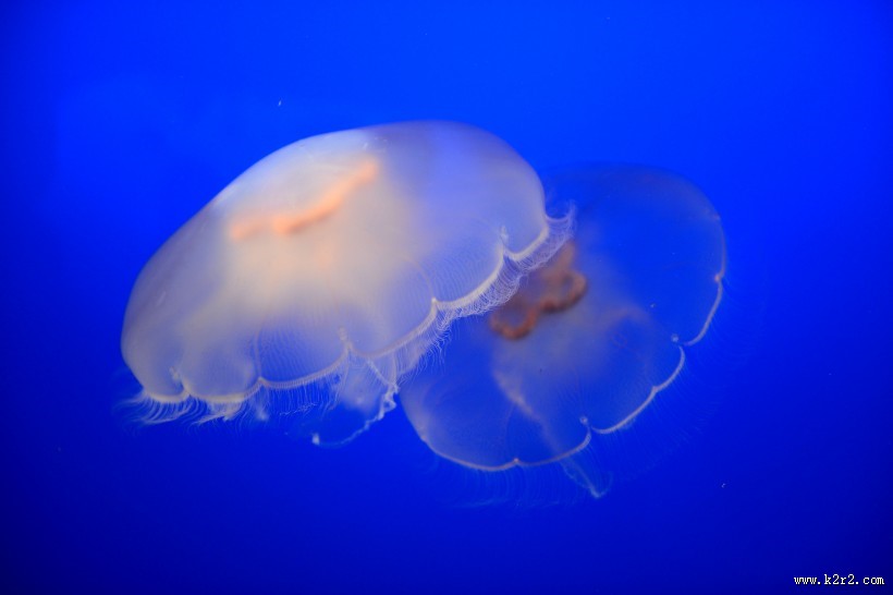 水母图片大全