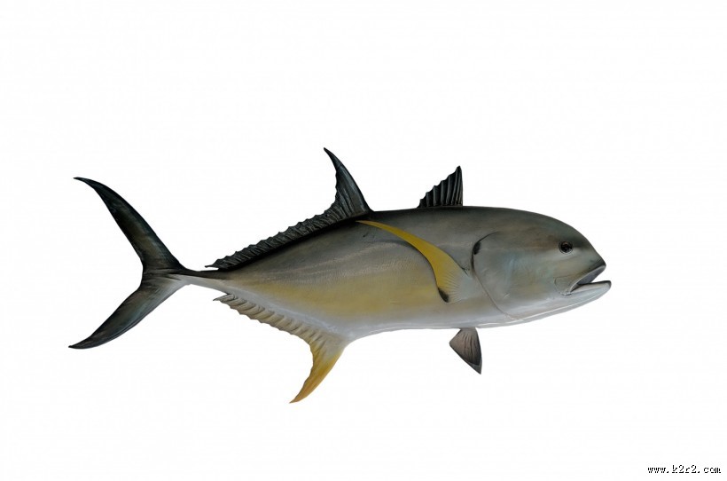 各种海鱼特写图片