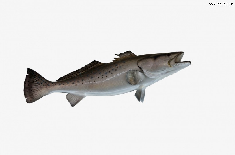 各种海鱼特写图片