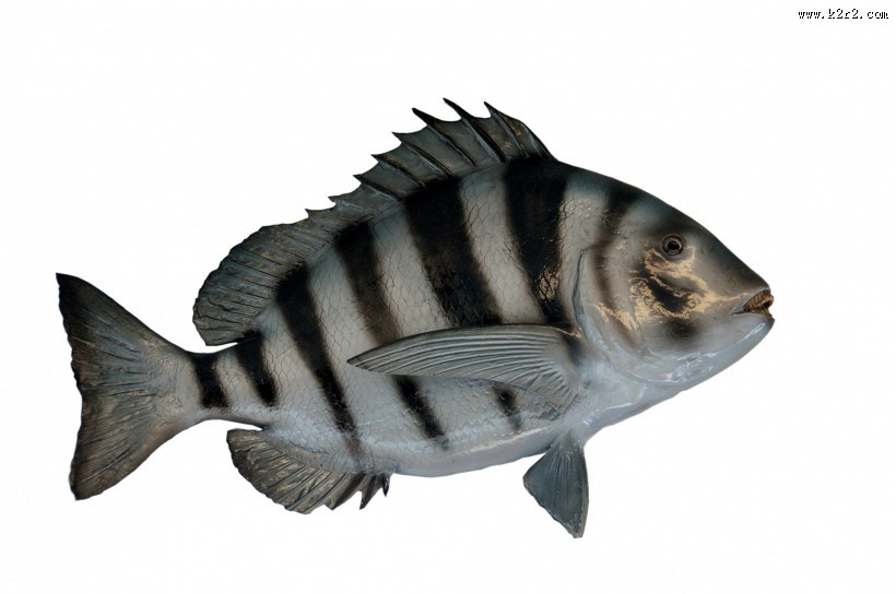 各种海鱼特写图片