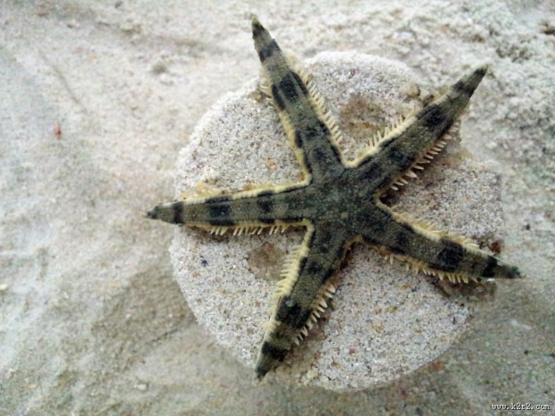海星图片大全