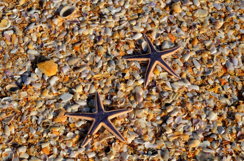 海星图片大全