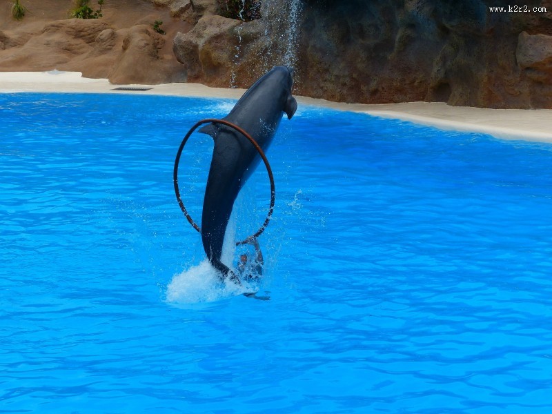 海豚表演图片