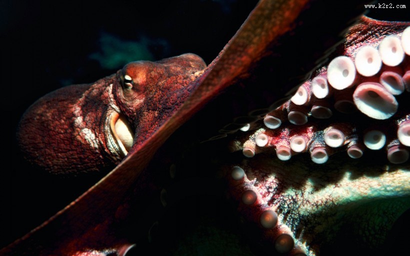 章鱼特写图片大全