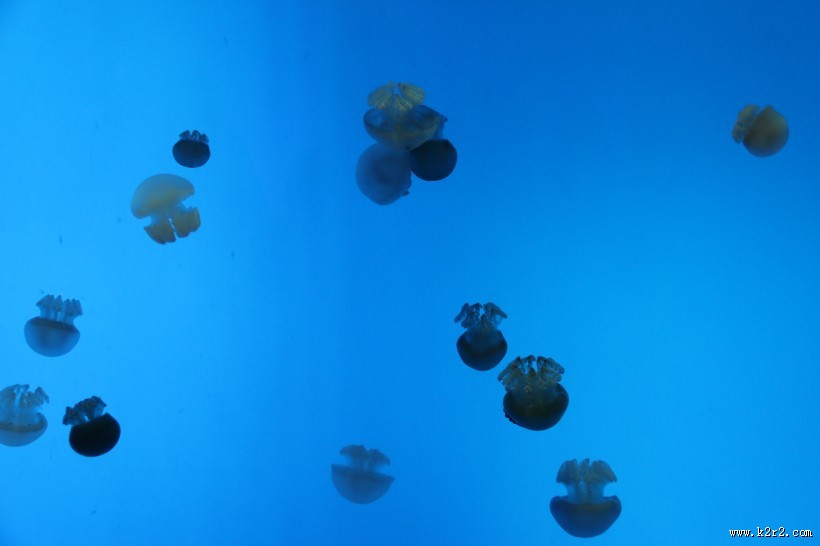 美丽的水母图片