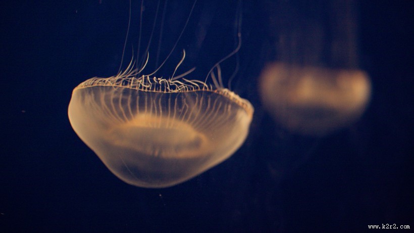美丽的水母图片