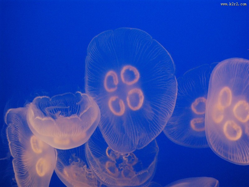 水母图片