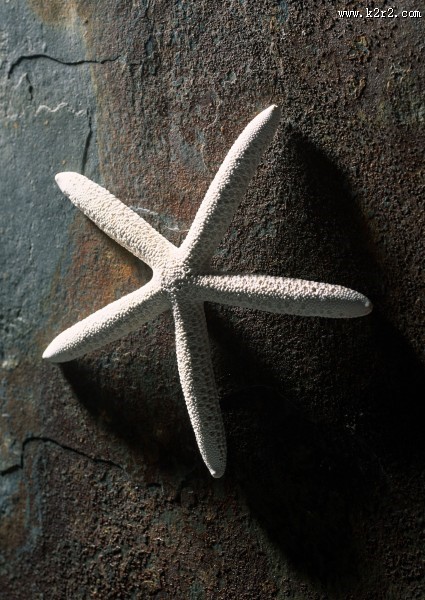 海星贝壳图片