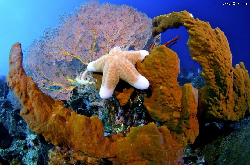 美丽海底珊瑚图片