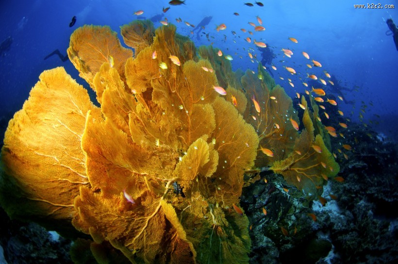 美丽海底珊瑚图片