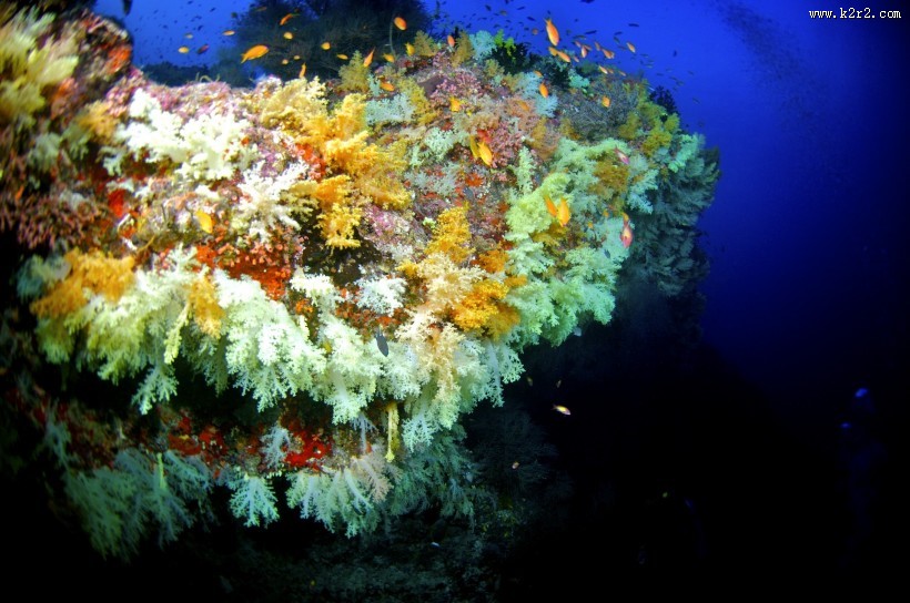 美丽海底珊瑚图片
