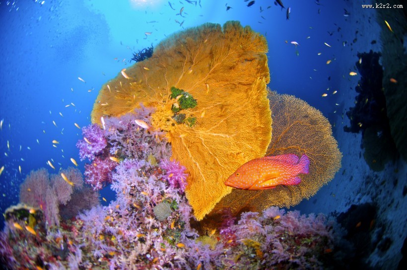 美丽海底珊瑚图片