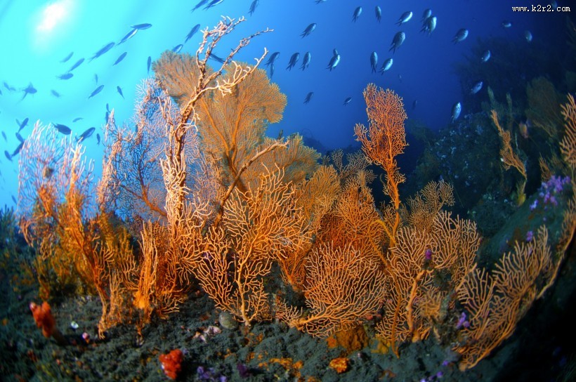 美丽海底珊瑚图片