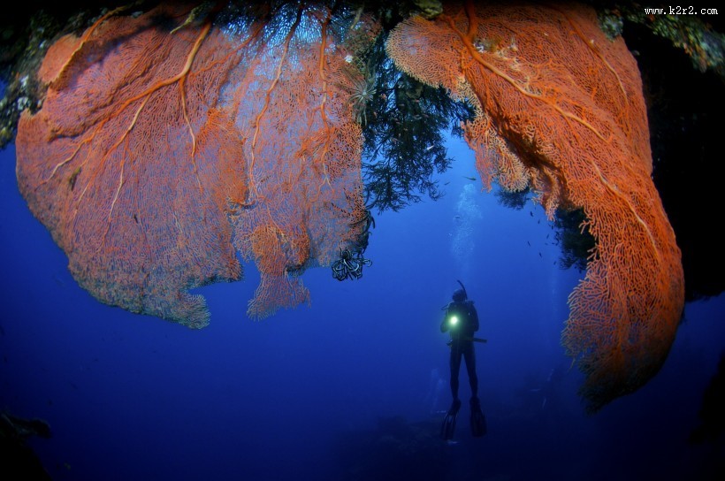 美丽海底珊瑚图片