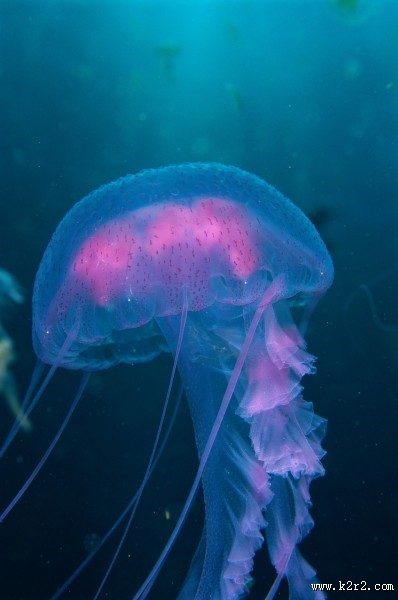 水母图片