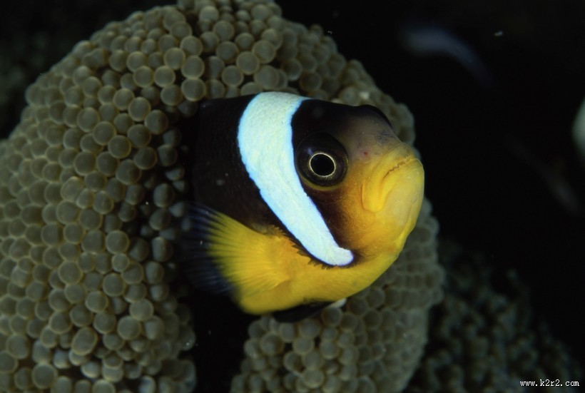 小丑鱼和海葵图片