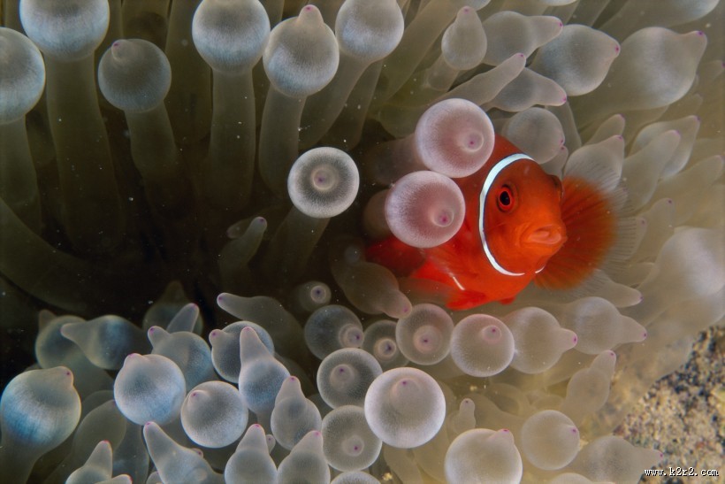 小丑鱼和海葵图片