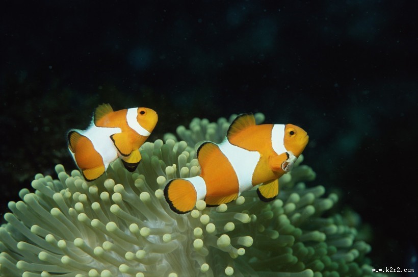 小丑鱼和海葵图片