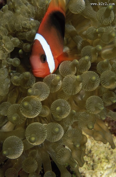 小丑鱼和海葵图片