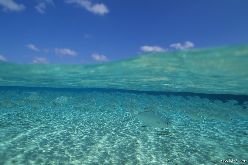 海洋浅水鱼类图片