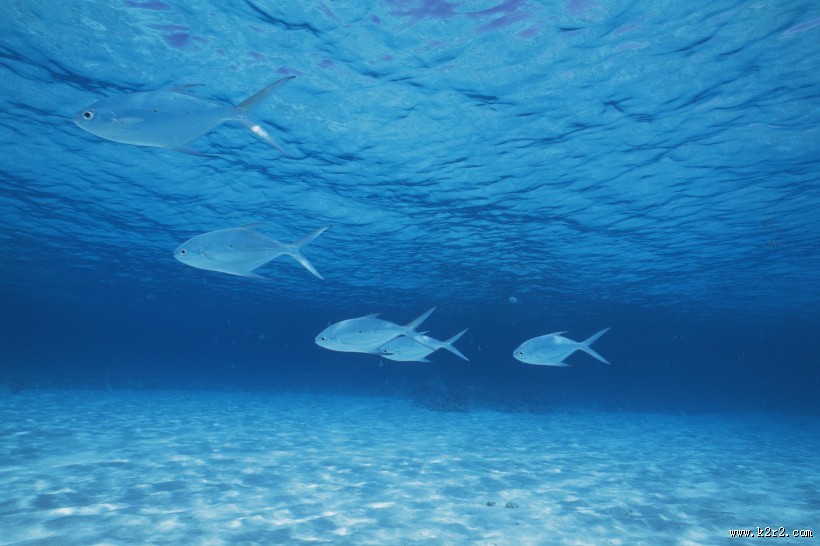 海洋浅水鱼类图片