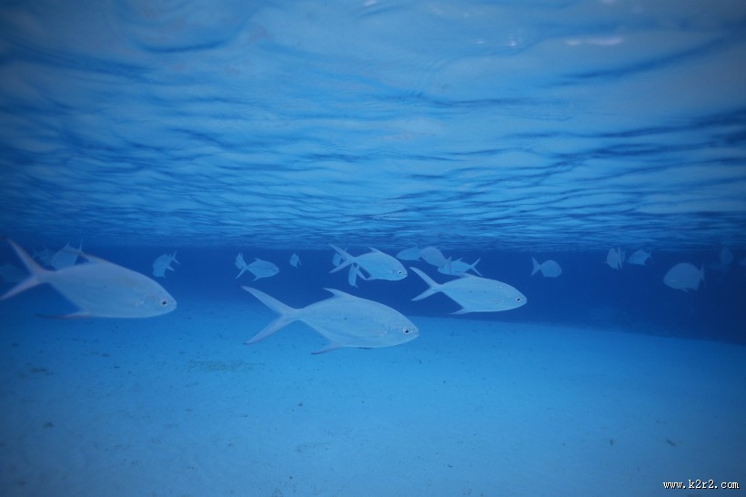 海洋浅水鱼类图片