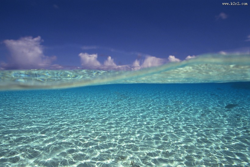 海洋浅水鱼类图片