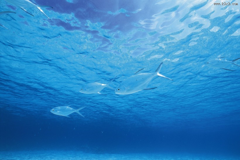 海洋浅水鱼类图片