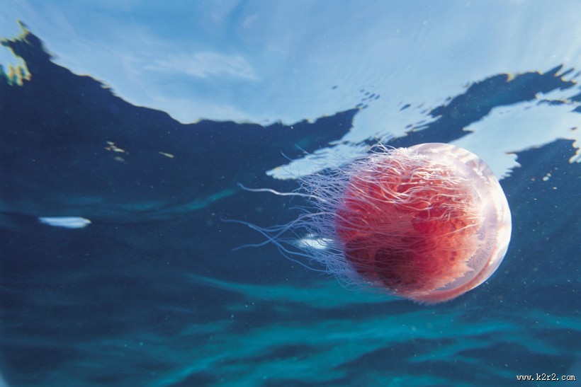 海洋鱼类生物特写图片大全