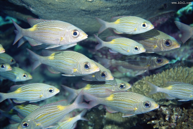 深海鱼群图片大全