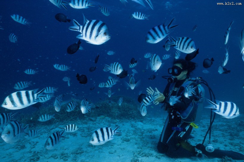 深海鱼群图片大全