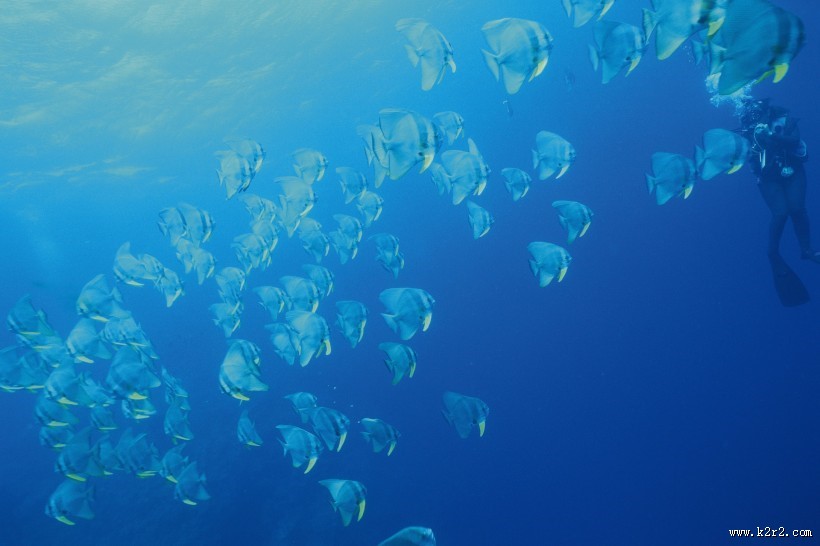 深海鱼群图片大全