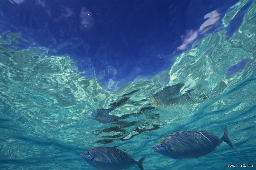 深海鱼群图片大全