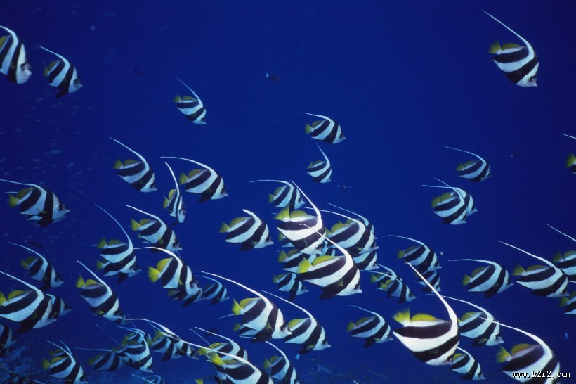 深海鱼群图片大全