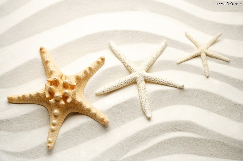 海星图片