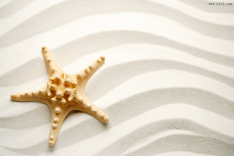 海星图片