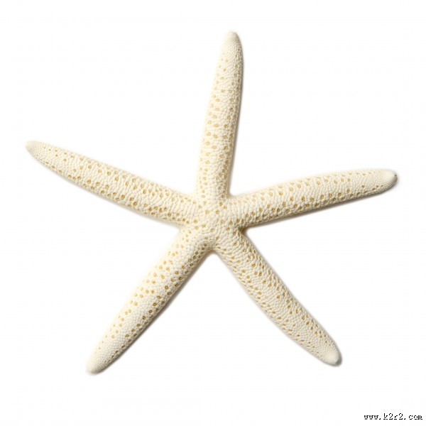海星图片