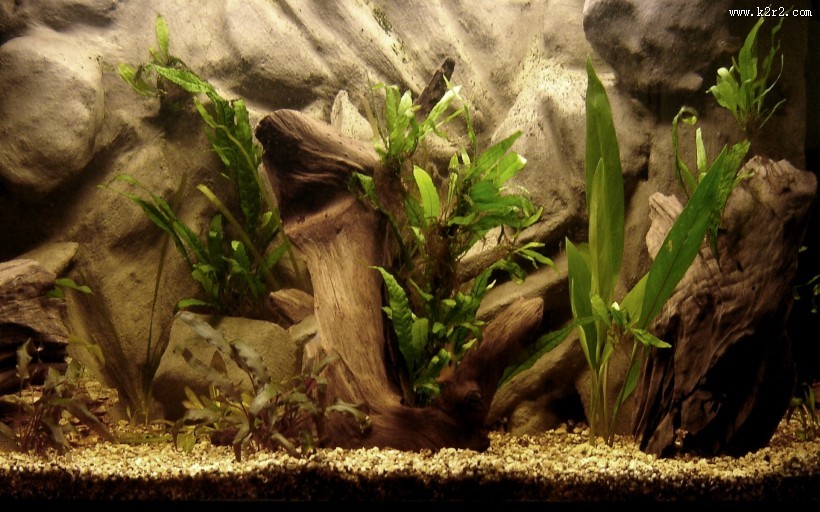 迷你水族馆图片