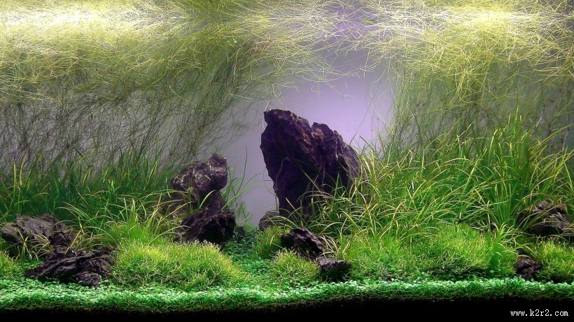 迷你水族馆图片